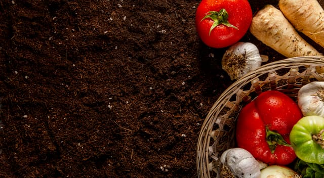 Why Organic Farming Matters: How Healthy Soil Creates Healthier Food