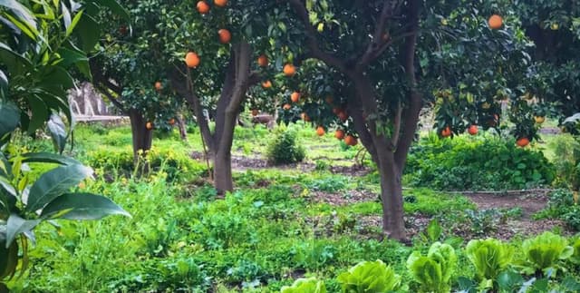 What Are Forest-Grown Organic Vegetables?